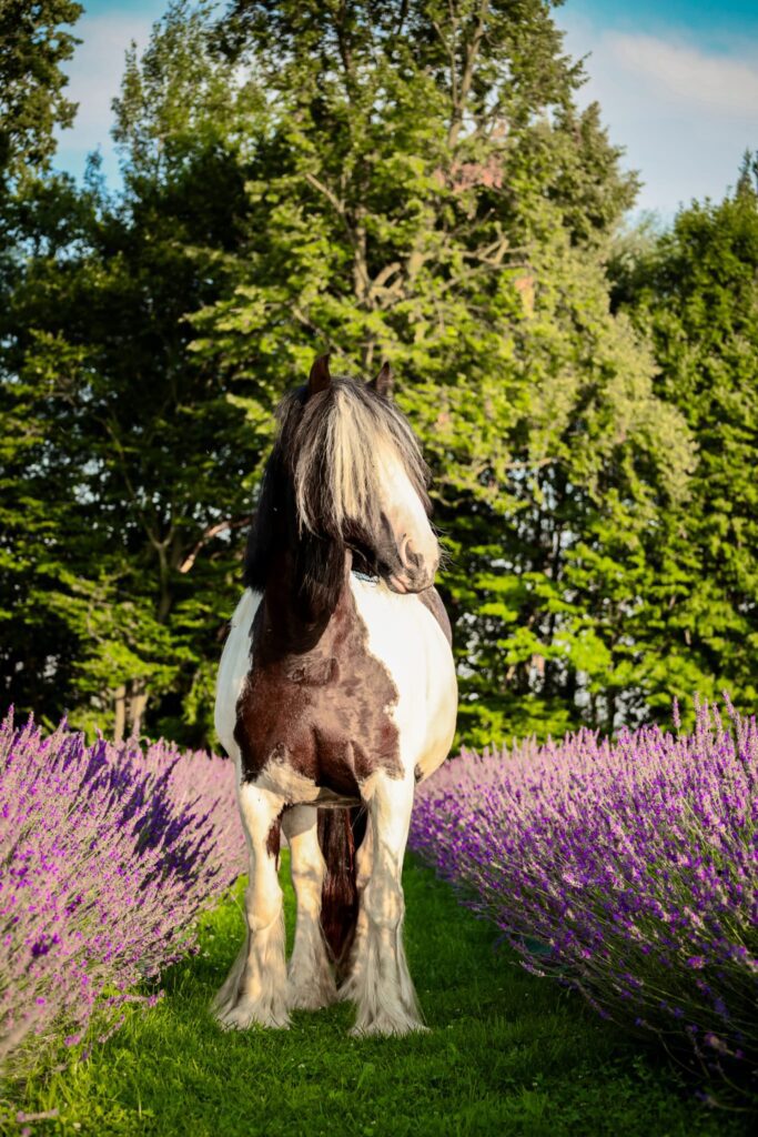 Lawenda za stodołą|Lawenda na Kółkach