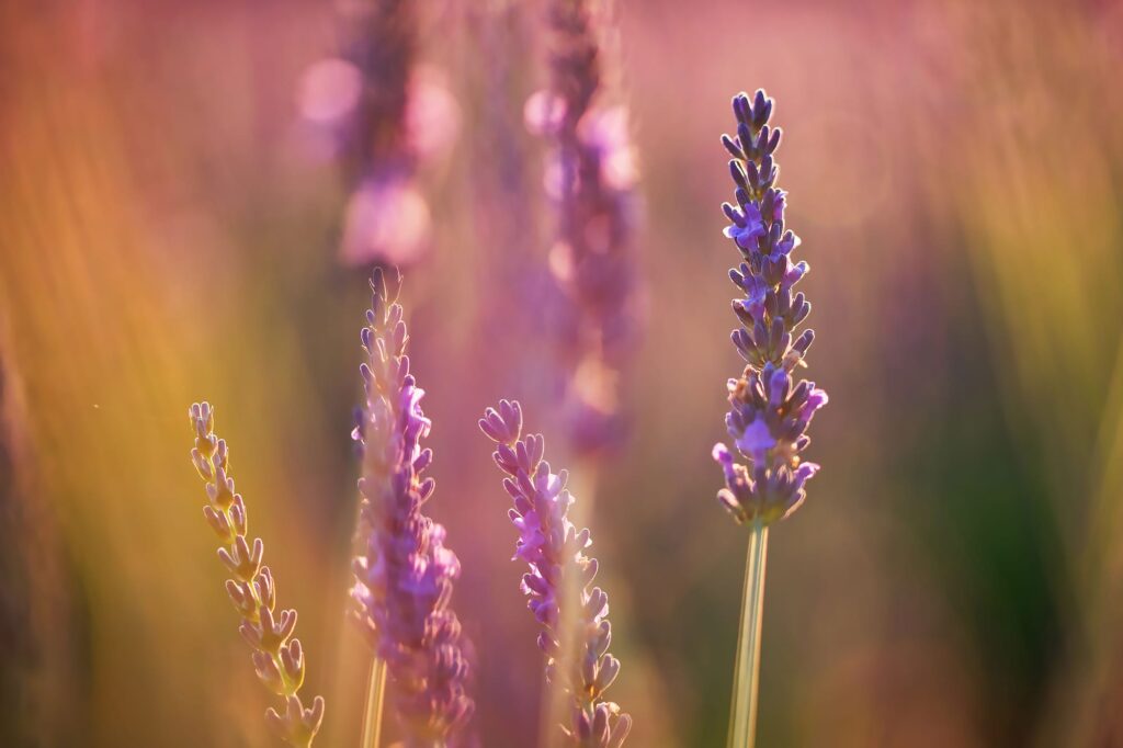 IMG-20240712-WA0011 Lawenda za stodołą|Strona Główna