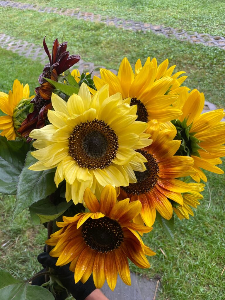 Lawenda za stodołą|Oferta ślubna