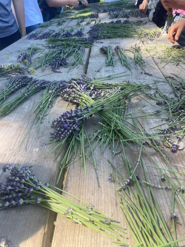 Lawenda za stodołą|Oferta ślubna