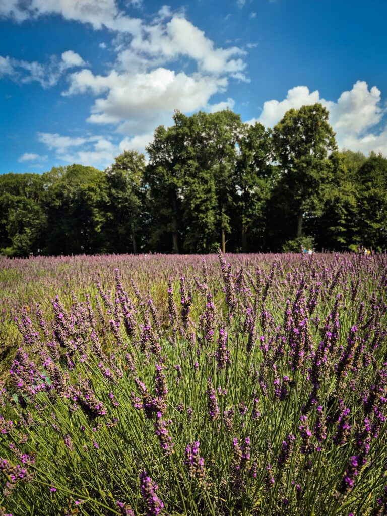 Lawenda za stodołą | 100% Olejek Eteryczny Słodka Pomarańcza