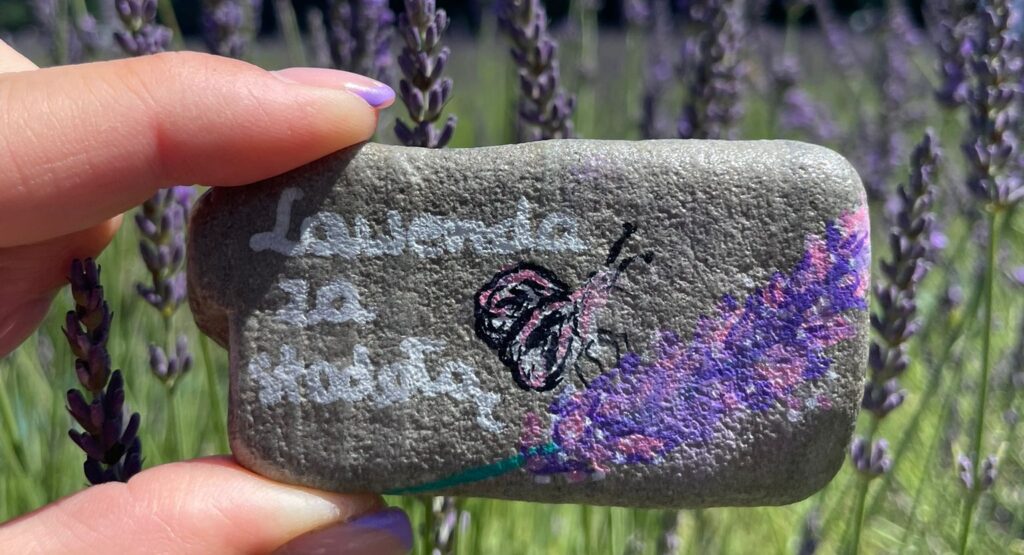 WhatsApp Image 2026-03-17 at 10.10.37 (3) Lawenda za stodołą|Strona Główna