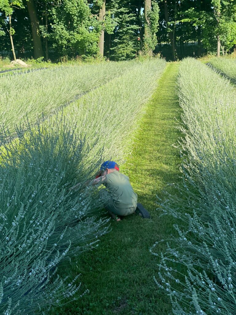 Lawenda za stodołą|Warsztaty